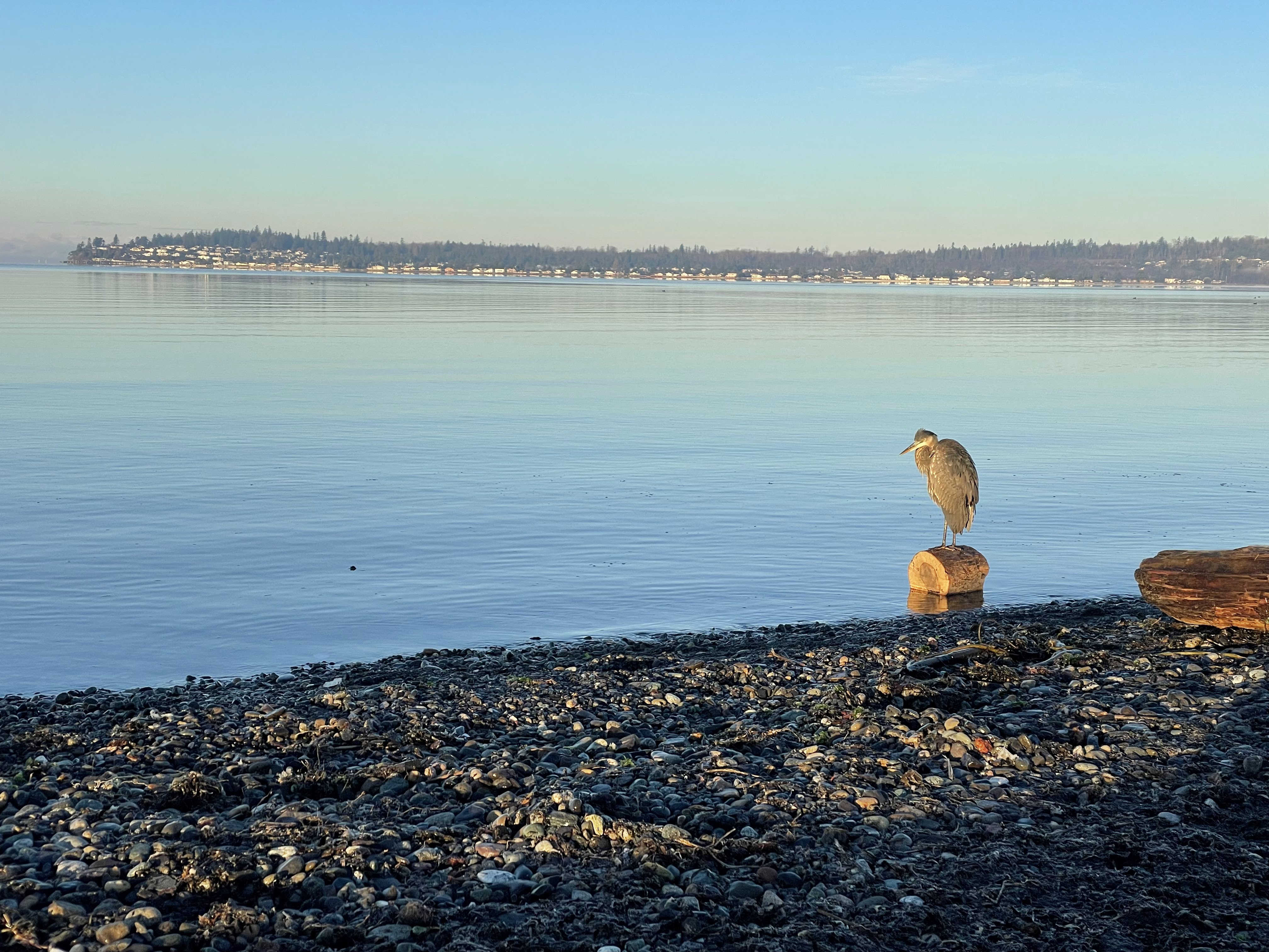 Great Blue Heron looking over a Pacific Northwest bay in the Salish Sea